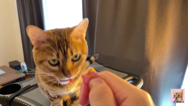 Compilation Of Pussy Eating, Squirting, Facesitting And Pounding - Best Orgasms :Pc Ponhabu [Compilation]