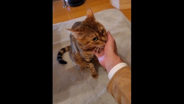Furry Pussy Welcomes You Back A Cute Young Kitty That Just Wants To Play [Furry, Zootopia]