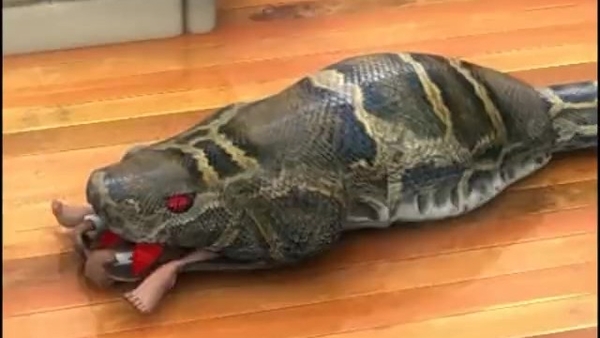 Voreville - Cindy Eaten By Big Snake Ass First(5 Angles) [Vore]